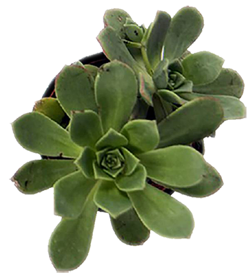 herb flower